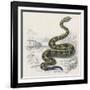 Common Rattle Snake, Duhn-null-Framed Art Print