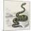 Common Rattle Snake, Duhn-null-Mounted Art Print