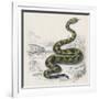 Common Rattle Snake, Duhn-null-Framed Art Print