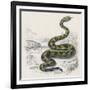 Common Rattle Snake, Duhn-null-Framed Art Print