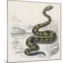 Common Rattle Snake, Duhn-null-Mounted Art Print