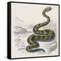 Common Rattle Snake, Duhn-null-Framed Stretched Canvas