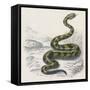 Common Rattle Snake, Duhn-null-Framed Stretched Canvas