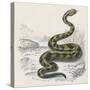 Common Rattle Snake, Duhn-null-Stretched Canvas