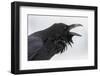 Common raven calling-Ken Archer-Framed Photographic Print