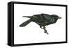 Common Raven (Corvus Corax), Birds-Encyclopaedia Britannica-Framed Stretched Canvas