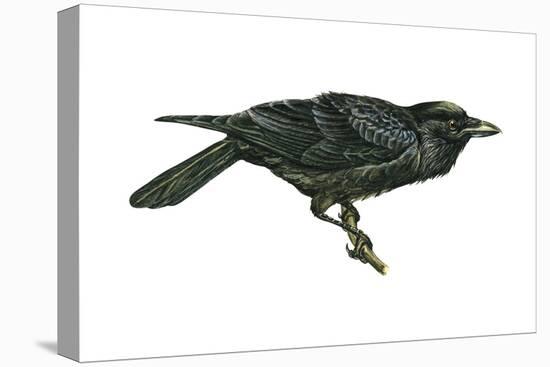 Common Raven (Corvus Corax), Birds-Encyclopaedia Britannica-Stretched Canvas