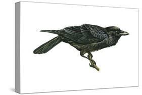 Common Raven (Corvus Corax), Birds-Encyclopaedia Britannica-Stretched Canvas