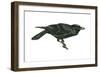 Common Raven (Corvus Corax), Birds-Encyclopaedia Britannica-Framed Art Print