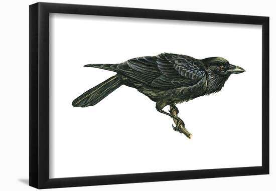 Common Raven (Corvus Corax), Birds-Encyclopaedia Britannica-Framed Poster