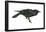 Common Raven (Corvus Corax), Birds-Encyclopaedia Britannica-Framed Poster