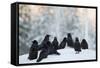 Common Raven (Corvus Corax) Group On Snow In Forest Clearing, Utajärvi, Finland-Markus Varesvuo-Framed Stretched Canvas