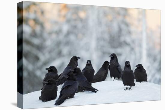 Common Raven (Corvus Corax) Group On Snow In Forest Clearing, Utajärvi, Finland-Markus Varesvuo-Stretched Canvas