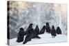 Common Raven (Corvus Corax) Group On Snow In Forest Clearing, Utajärvi, Finland-Markus Varesvuo-Stretched Canvas