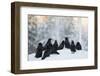 Common Raven (Corvus Corax) Group On Snow In Forest Clearing, Utajärvi, Finland-Markus Varesvuo-Framed Photographic Print