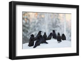 Common Raven (Corvus Corax) Group On Snow In Forest Clearing, Utajärvi, Finland-Markus Varesvuo-Framed Photographic Print