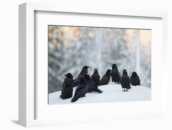 Common Raven (Corvus Corax) Group On Snow In Forest Clearing, Utajärvi, Finland-Markus Varesvuo-Framed Photographic Print