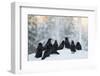 Common Raven (Corvus Corax) Group On Snow In Forest Clearing, Utajärvi, Finland-Markus Varesvuo-Framed Photographic Print