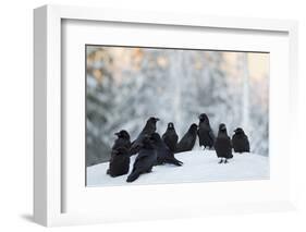 Common Raven (Corvus Corax) Group On Snow In Forest Clearing, Utajärvi, Finland-Markus Varesvuo-Framed Photographic Print