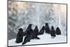 Common Raven (Corvus Corax) Group On Snow In Forest Clearing, Utajärvi, Finland-Markus Varesvuo-Mounted Photographic Print