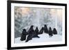 Common Raven (Corvus Corax) Group On Snow In Forest Clearing, Utajärvi, Finland-Markus Varesvuo-Framed Photographic Print