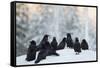 Common Raven (Corvus Corax) Group On Snow In Forest Clearing, Utajärvi, Finland-Markus Varesvuo-Framed Stretched Canvas