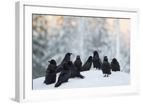 Common Raven (Corvus Corax) Group On Snow In Forest Clearing, Utajärvi, Finland-Markus Varesvuo-Framed Photographic Print