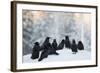 Common Raven (Corvus Corax) Group On Snow In Forest Clearing, Utajärvi, Finland-Markus Varesvuo-Framed Photographic Print