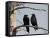 Common Raven (Corvus Corax) Pair, Yellowstone National Park, Wyoming, USA, North America-James Hager-Framed Stretched Canvas