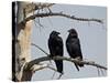 Common Raven (Corvus Corax) Pair, Yellowstone National Park, Wyoming, USA, North America-James Hager-Stretched Canvas