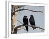 Common Raven (Corvus Corax) Pair, Yellowstone National Park, Wyoming, USA, North America-James Hager-Framed Photographic Print