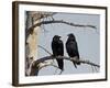 Common Raven (Corvus Corax) Pair, Yellowstone National Park, Wyoming, USA, North America-James Hager-Framed Photographic Print