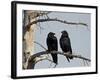 Common Raven (Corvus Corax) Pair, Yellowstone National Park, Wyoming, USA, North America-James Hager-Framed Photographic Print