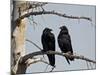 Common Raven (Corvus Corax) Pair, Yellowstone National Park, Wyoming, USA, North America-James Hager-Mounted Photographic Print