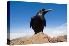 Common Raven (Corvus Corax) Perched on Rock, La Caldera De Taburiente Np, La Palma, Canary Islands-Relanzón-Stretched Canvas