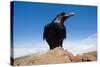 Common Raven (Corvus Corax) Perched on Rock, La Caldera De Taburiente Np, La Palma, Canary Islands-Relanzón-Stretched Canvas