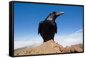 Common Raven (Corvus Corax) Perched on Rock, La Caldera De Taburiente Np, La Palma, Canary Islands-Relanzón-Framed Stretched Canvas