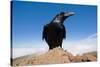 Common Raven (Corvus Corax) Perched on Rock, La Caldera De Taburiente Np, La Palma, Canary Islands-Relanzón-Stretched Canvas