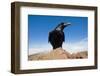 Common Raven (Corvus Corax) Perched on Rock, La Caldera De Taburiente Np, La Palma, Canary Islands-Relanzón-Framed Photographic Print