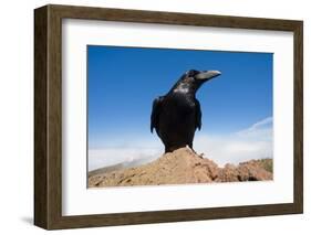 Common Raven (Corvus Corax) Perched on Rock, La Caldera De Taburiente Np, La Palma, Canary Islands-Relanzón-Framed Photographic Print