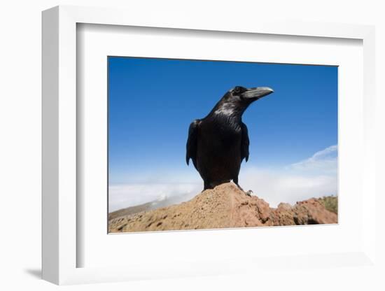 Common Raven (Corvus Corax) Perched on Rock, La Caldera De Taburiente Np, La Palma, Canary Islands-Relanzón-Framed Photographic Print