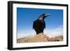 Common Raven (Corvus Corax) Perched on Rock, La Caldera De Taburiente Np, La Palma, Canary Islands-Relanzón-Framed Photographic Print