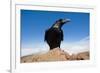 Common Raven (Corvus Corax) Perched on Rock, La Caldera De Taburiente Np, La Palma, Canary Islands-Relanzón-Framed Photographic Print