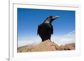 Common Raven (Corvus Corax) Perched on Rock, La Caldera De Taburiente Np, La Palma, Canary Islands-Relanzón-Framed Photographic Print