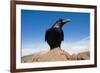 Common Raven (Corvus Corax) Perched on Rock, La Caldera De Taburiente Np, La Palma, Canary Islands-Relanzón-Framed Photographic Print