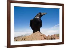 Common Raven (Corvus Corax) Perched on Rock, La Caldera De Taburiente Np, La Palma, Canary Islands-Relanzón-Framed Photographic Print