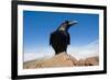 Common Raven (Corvus Corax) Perched on Rock, La Caldera De Taburiente Np, La Palma, Canary Islands-Relanzón-Framed Photographic Print