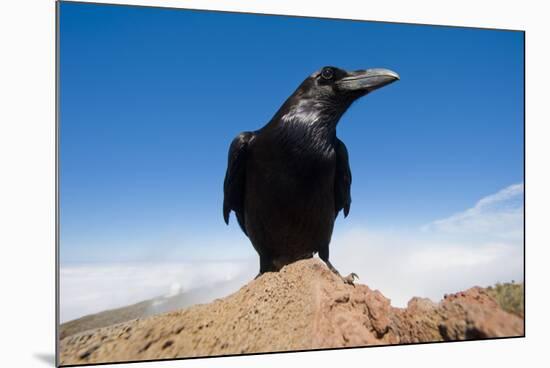 Common Raven (Corvus Corax) Perched on Rock, La Caldera De Taburiente Np, La Palma, Canary Islands-Relanzón-Mounted Photographic Print