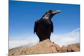 Common Raven (Corvus Corax) Perched on Rock, La Caldera De Taburiente Np, La Palma, Canary Islands-Relanzón-Mounted Photographic Print