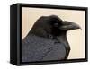 Common Raven (Corvus Corax), Petrified Forest National Park, Arizona-James Hager-Framed Stretched Canvas